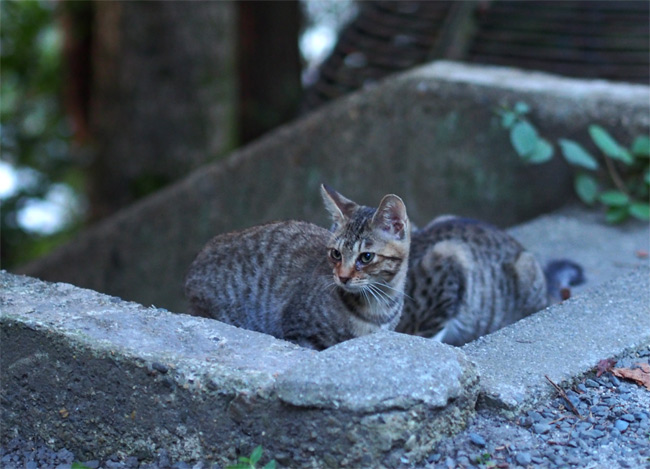 京都の子猫さん1233.jpg