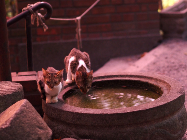 京都の子猫さん1242.jpg
