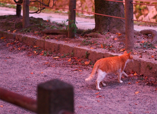 京都の猫さん1243.jpg