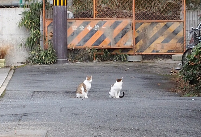 京都の猫さん1400.jpg