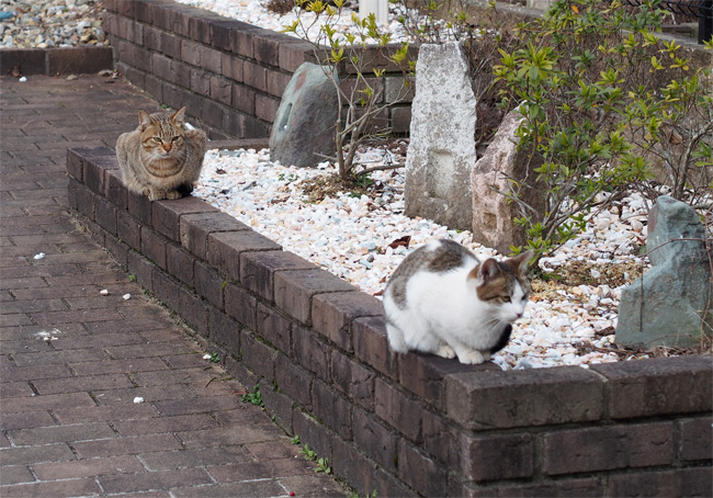 京都の猫さん1401.jpg