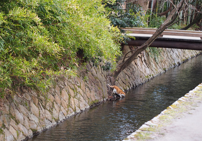 水を飲む京都の猫さん1407.jpg