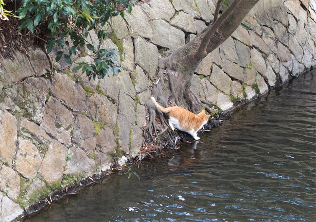 水を飲む京都の猫さん1408.jpg