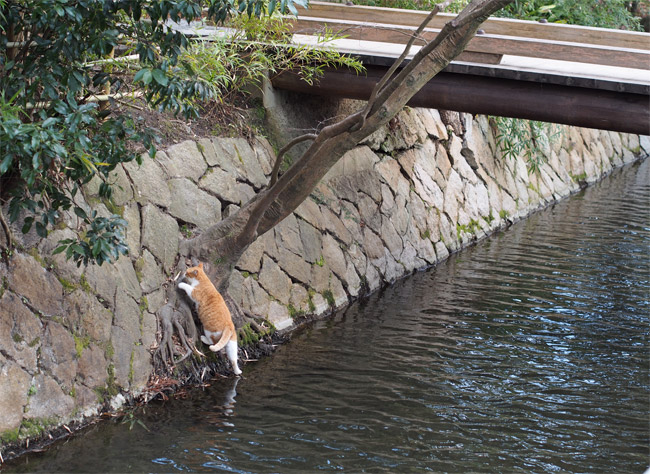 水を飲む京都の猫さん1409.jpg