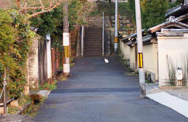 京都の猫さん1424.jpg