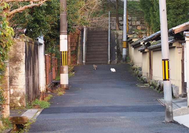 京都の猫さん1425.jpg