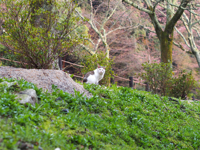 京都の猫さん1426.jpg