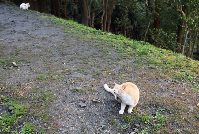 京都の猫さん1427.jpg