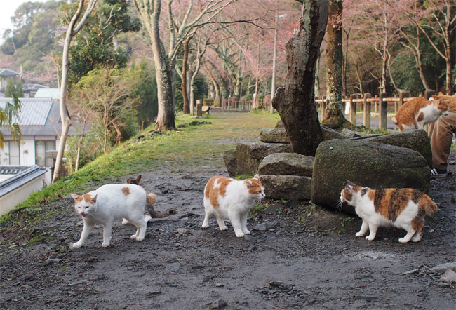 京都の猫さん1428.jpg