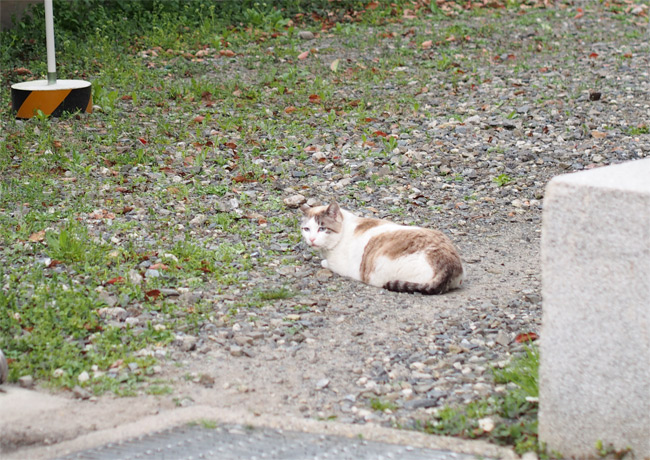 京都大学の猫さん1437.jpg