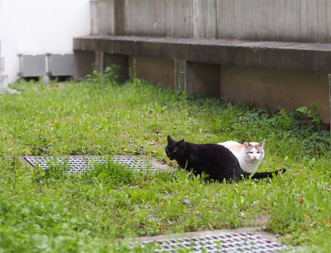 京都大学の猫さん1438.jpg