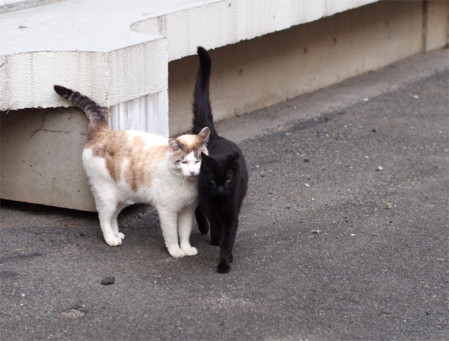 京都大学の猫さん1440.jpg