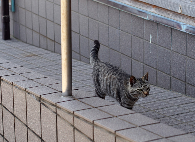 相島の猫さん1479.jpg
