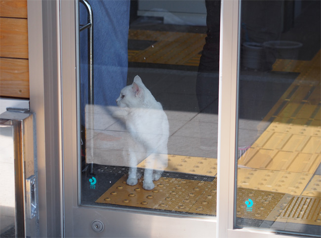 相島の猫さん1482.jpg