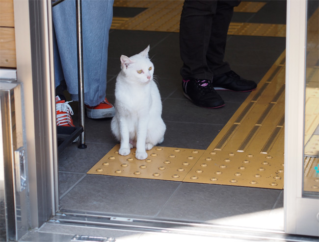 相島の猫さん1483.jpg