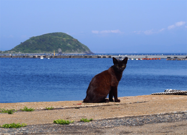 相島の猫さん1508