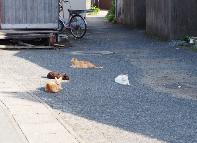 相島の猫さん1526