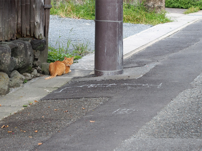 京都猫さん1632.jpg