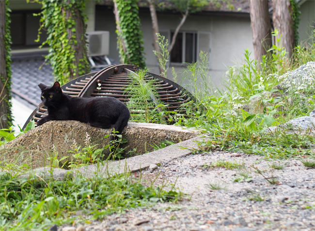 京都の猫さん1635.jpg