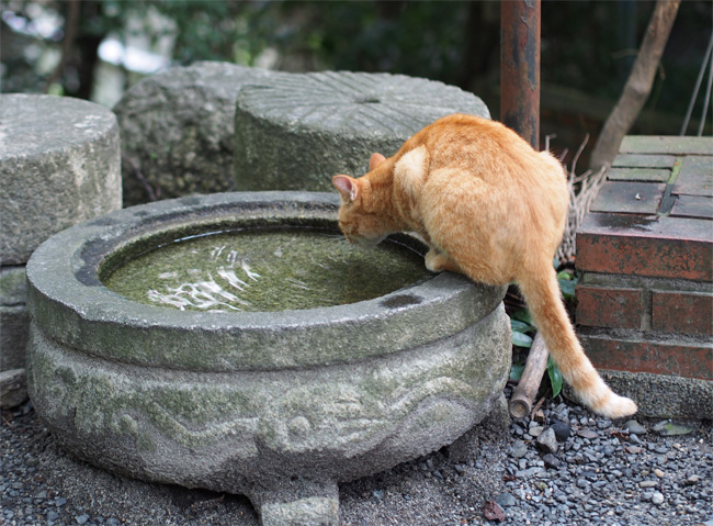 京都の猫さん1636.jpg