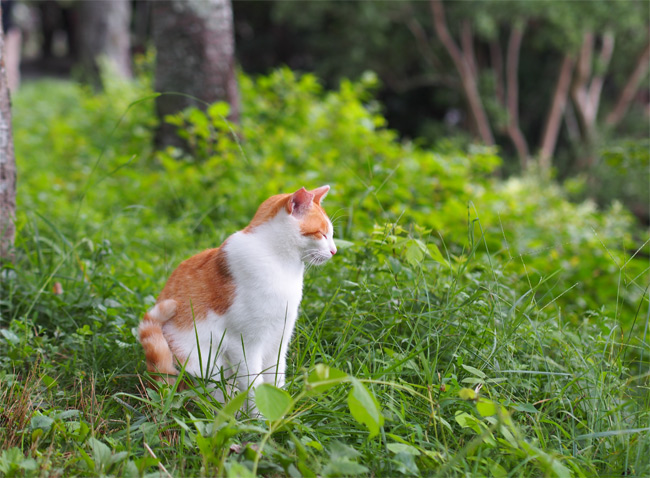 京都の猫さん1639.jpg