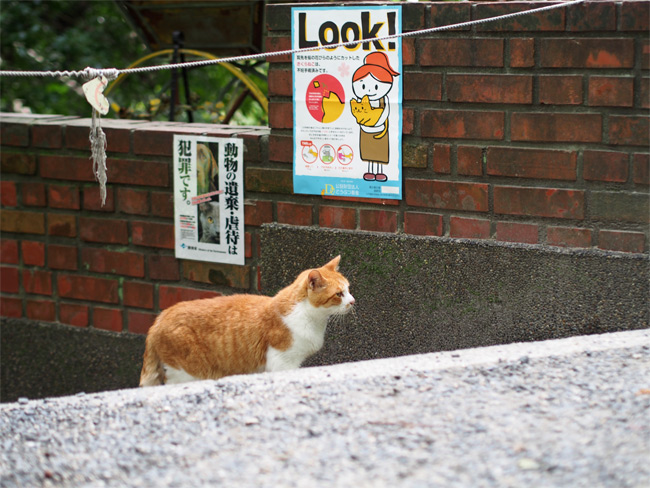 京都の猫さん1640.jpg