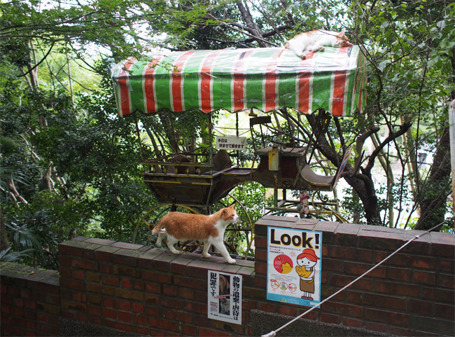 京都の猫さん1641.jpg