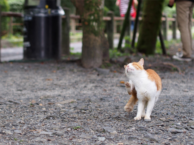京都の猫さん1643.jpg