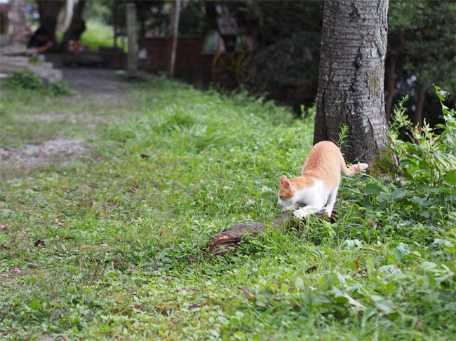 京都の猫さん1644.jpg