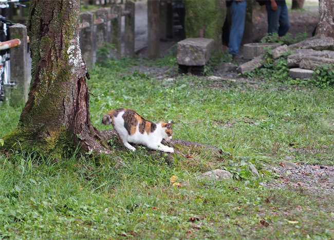 京都の猫さん1645.jpg