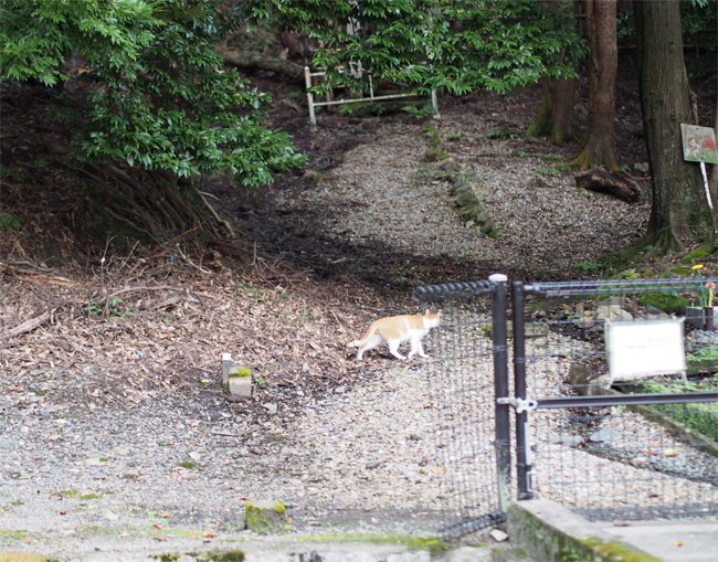 京都の猫さん1648.jpg