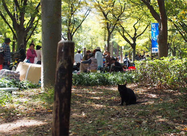 公園黒猫さん1719.jpg