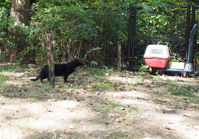 公園黒猫さん1721.jpg