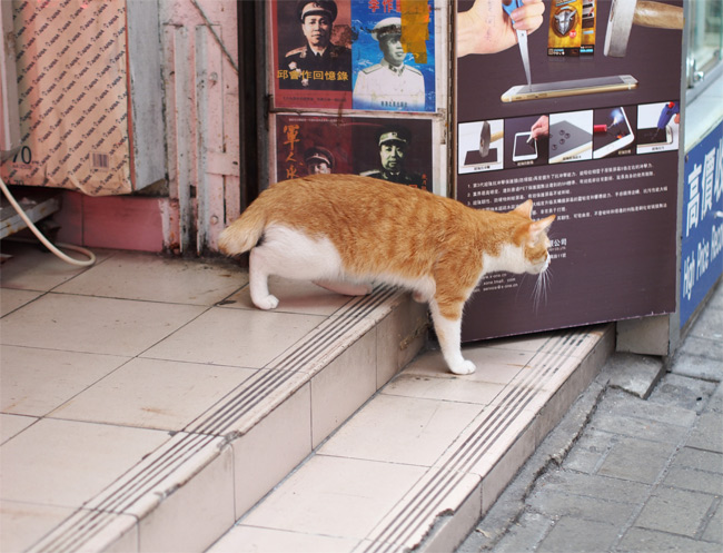 香港猫さん1747.jpg