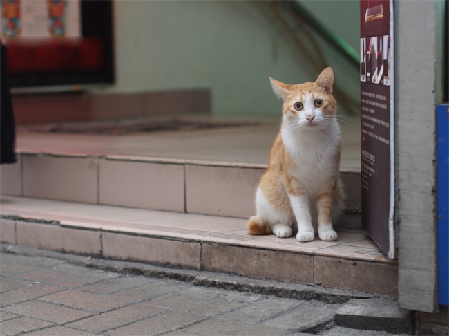 香港猫さん1748.jpg