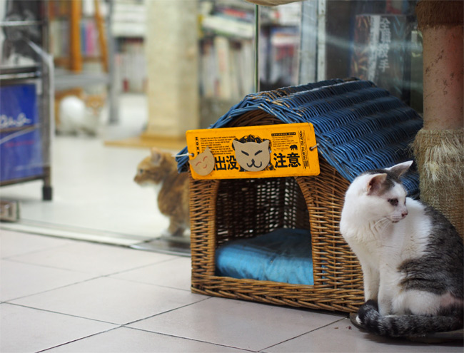 香港猫さん1751.jpg