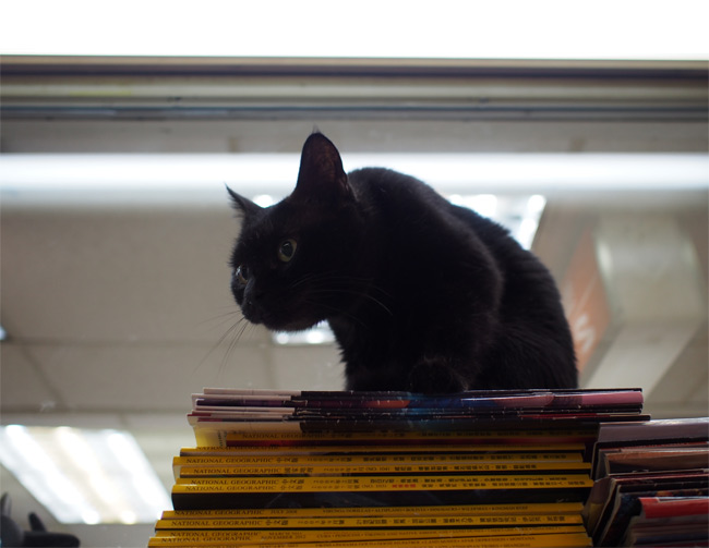 二手書店猫さん1763.jpg