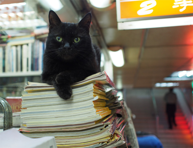 二手書店猫さん1764.jpg