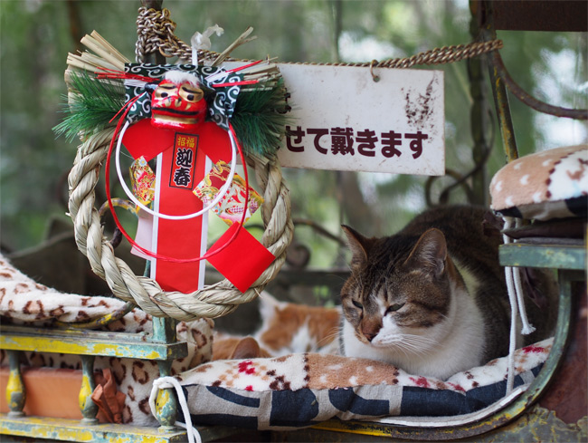 京都の猫さん1810.jpg