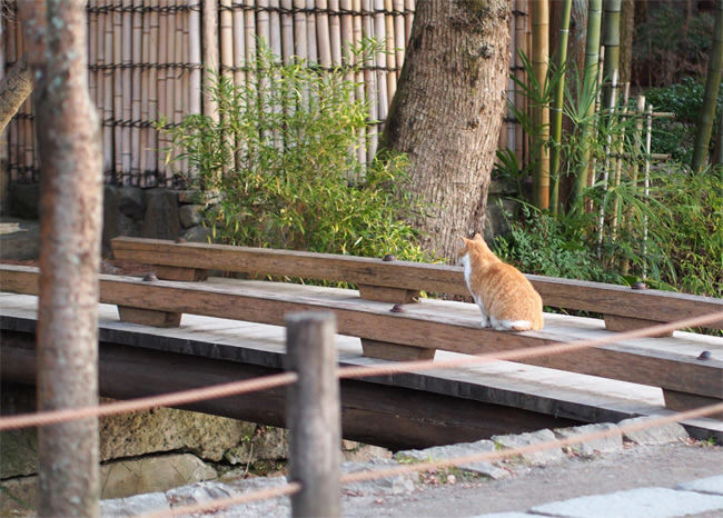 京都の猫さん1813.jpg