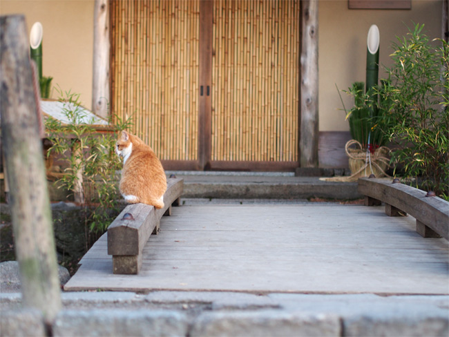 京都の猫さん1814.jpg