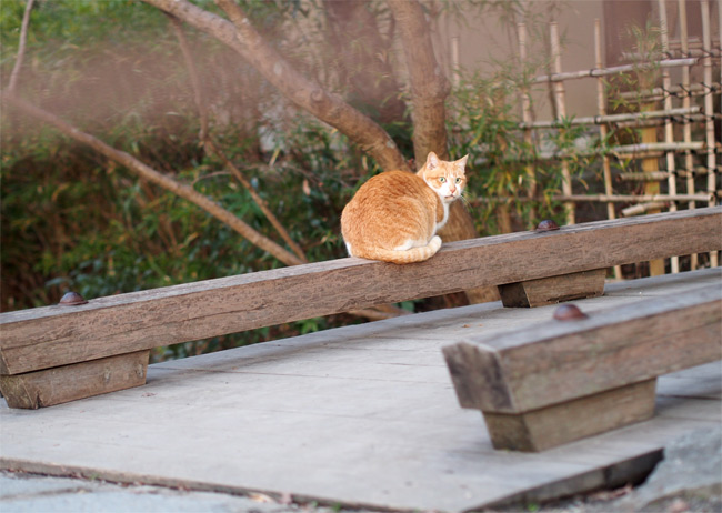 京都の猫さん1815.jpg