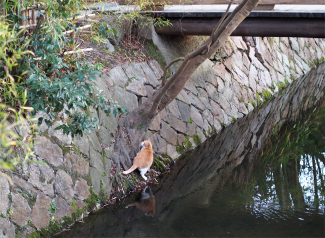 京都の猫さん1818.jpg