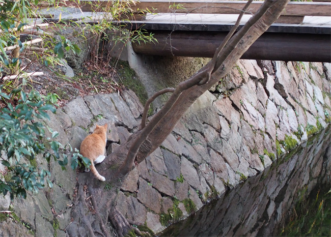 京都の猫さん1819.jpg