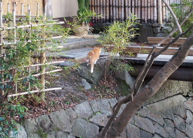 京都の猫さん1820.jpg