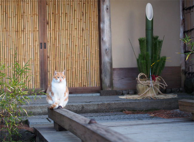 京都の猫さん1821.jpg