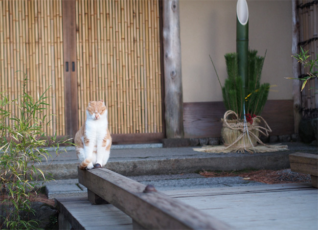 京都の猫さん1822.jpg