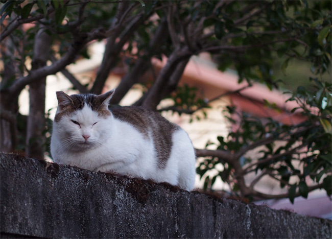 京都の猫さん1826.jpg