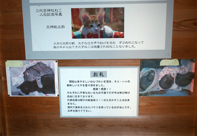 猫神社1849.jpg