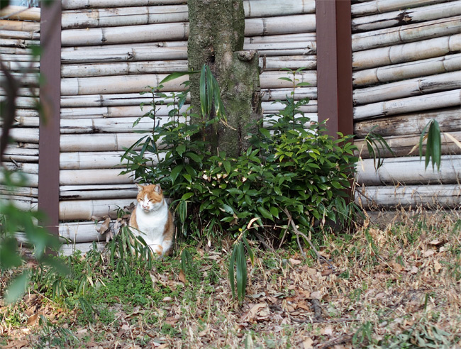 猫神社の猫さん1853.jpg
